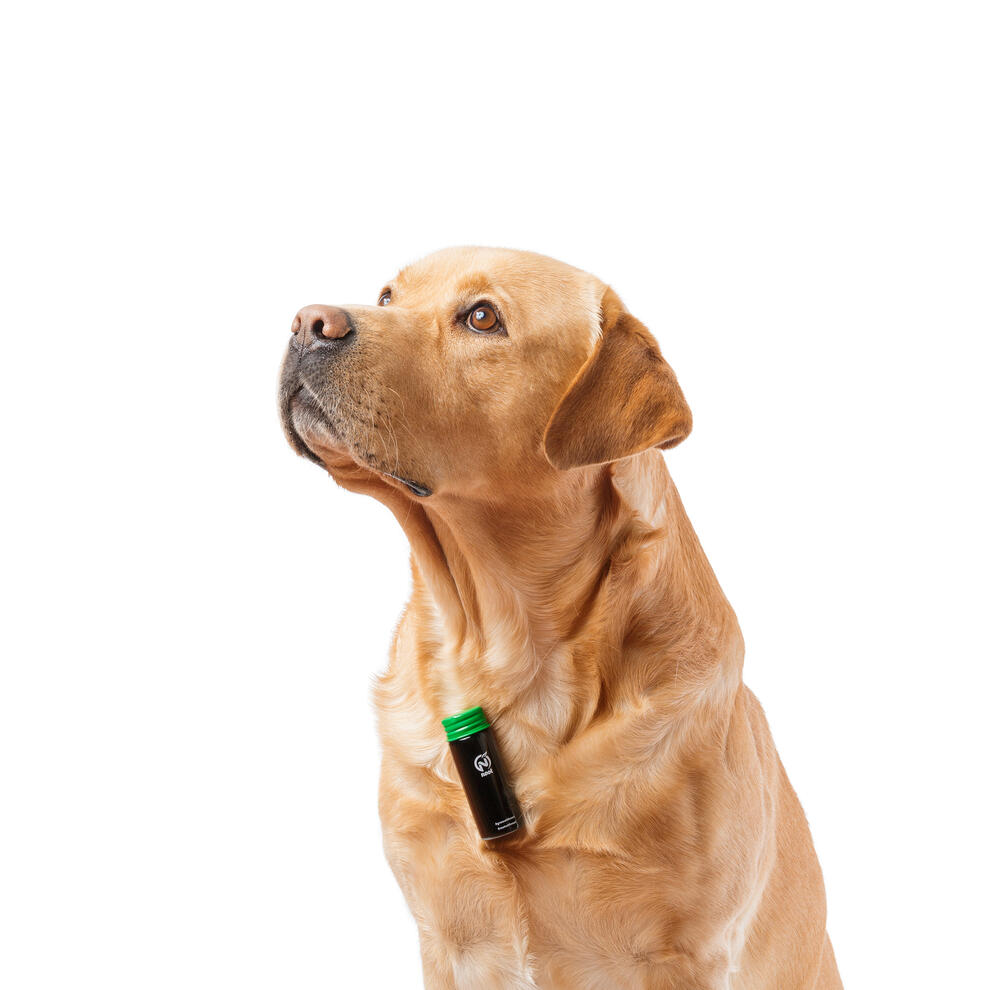 Close up image of a labrador looking up in the sky